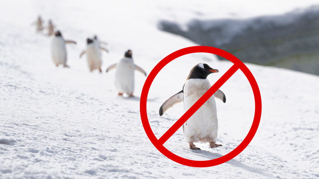 Image of penguin crossed out
